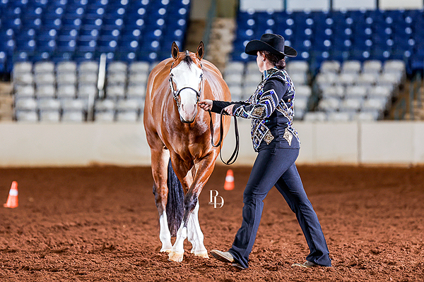 Around the Rings – 2024 Volunteer Pinto Horse March Madness