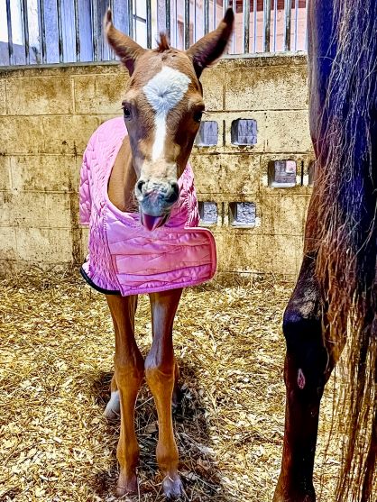 EC Foal Photo of the Day – The First Day of Spring