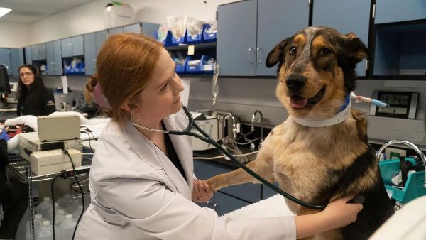 UC Davis Ranked #1 Veterinary School in Nation