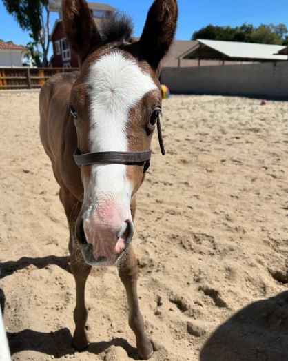 EC Foal Photo of the Day – When Am I Not Cute?!