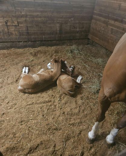 EC Photo of the Day – Miracle Twins Mickey and Minnie