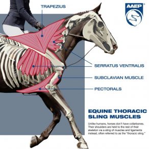 The Thoracic Sling