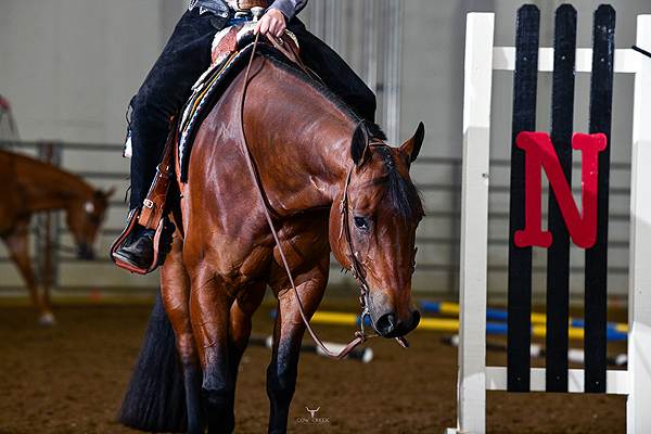 Around the Rings – Nebraska QHA 2024 Amateur Show