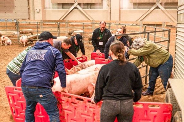 MSU Extension Offers Training for First Responders to Accidents Involving Livestock