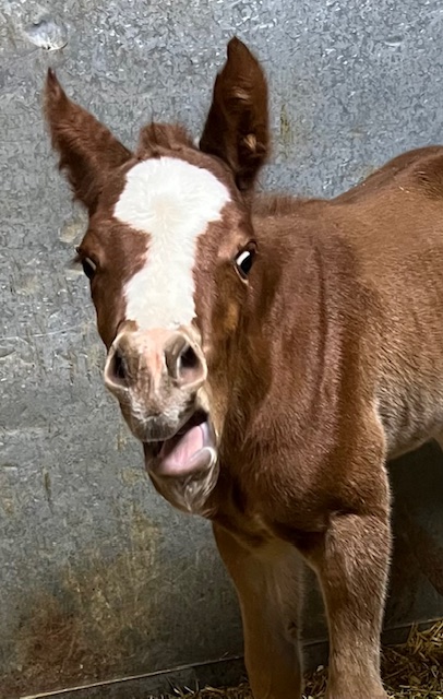 EC Foal Photos of the Day – Is It Tongue Out Tuesday Already?