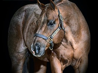 Annual Penn State Equine Science Showcase and Quarter Horse Sale Returns April 27th