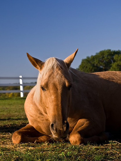 Will Your Hospitalized Horse Survive Diarrhea?
