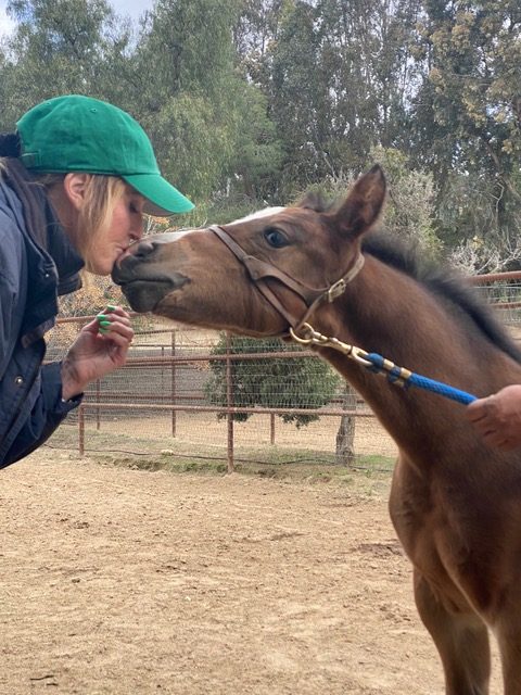 EC Foal Photo of the Day – Meet Sonny!