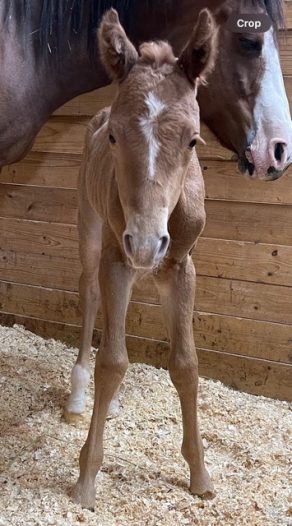 EC Foal Photo of the Day – VS Ring Of Fire aka “Miss Wiggles”