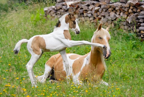 Happy Mother’s Day from The Equine Chronicle!