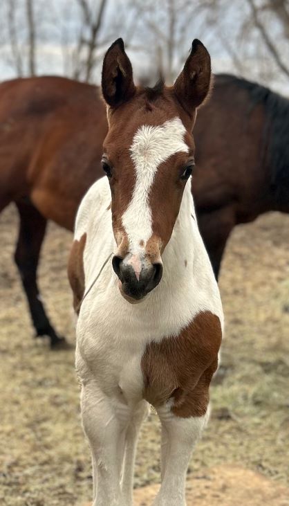 EC Foal Photo of the Day – Dreaming In Color