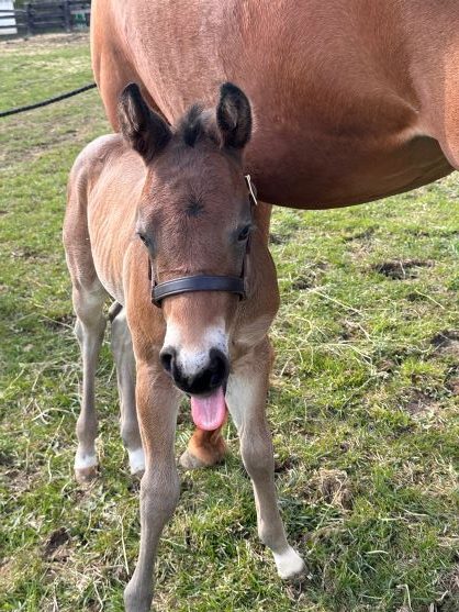 EC Foal Photo of the Day – Float Like a Butterfly, Sting Like a Bee