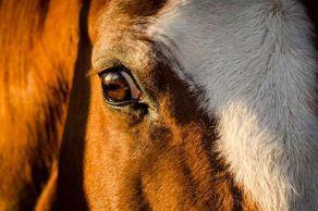 AQHA Executive Committee Approves Animal Welfare Rules