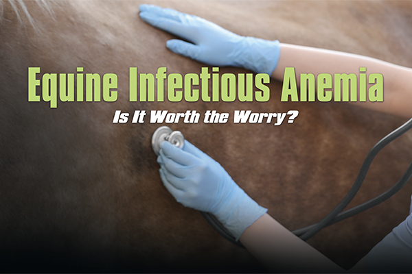 Equine Infectious Anemia – Is It Worth The Worry?