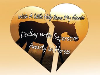 Dealing With Separation Anxiety In Horses