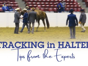 Tracking In Halter: Tips From The Experts