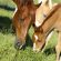 Researchers Test Herbs for Deworming Effectiveness in Horses