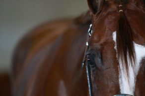 AQHA West L1 Championships and Draws are Live