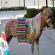 EC Photo of the Day – Happy Cinco de Mayo