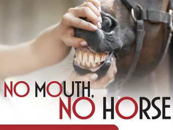 No Mouth, No Horse