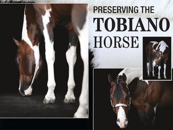 Preserving The Tobiano Horse