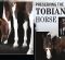 Preserving The Tobiano Horse Preserving The Tobiano Horse