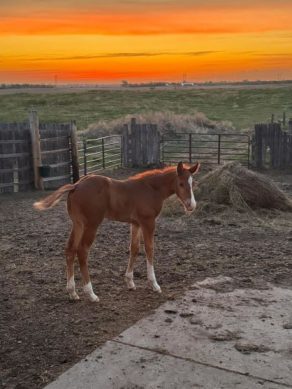EC Foal Photo of the Day – Meet Cash!