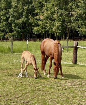 EC Foal Photo of the Day – Caption This