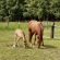 EC Foal Photo of the Day – Caption This