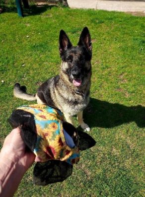 EC Photo of the Day – #1 GSD Fly Mask Retriever