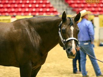 Around the Rings – Monday, May 19 at 2025 AQHA West L1 Championships
