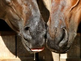 Be Pro-active Rather than Reactive with Biosecurity