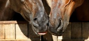 Be Pro-active Rather than Reactive with Biosecurity