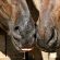Be Pro-active Rather than Reactive with Biosecurity
