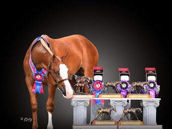 DIY Amateur Tiffany Riehm and Livin On White Claws Sweep Hunter Longe Line at APHA World