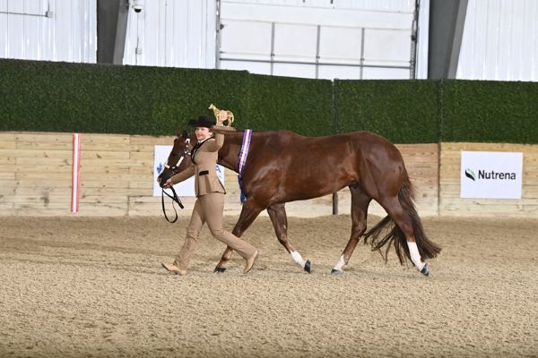 AQHA Hosted Successful AQHA Level 1 Championship Shows