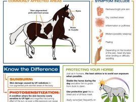 Sun Damage in Horses