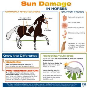 Sun Damage in Horses