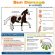 Sun Damage in Horses