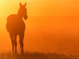 EIA Outbreak Kills 21 Horses in Southwest US