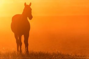 EIA Outbreak Kills 21 Horses in Southwest US