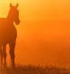 EIA Outbreak Kills 21 Horses in Southwest US