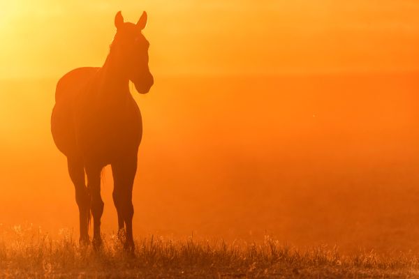 EIA Outbreak Kills 21 Horses in Southwest US