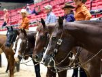 AQHA L1 West Championships and AzQHA Pinnacle Host Another Pair of Successful Shows
