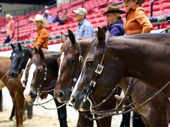 AQHA L1 West Championships and AzQHA Pinnacle Host Another Pair of Successful Shows