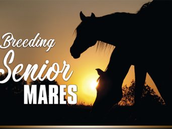 Breeding Senior Mares