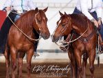 Around the Rings – 2025 Lisa Terry Memorial Show