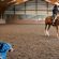 EC Photo of the Day – More Than Horses