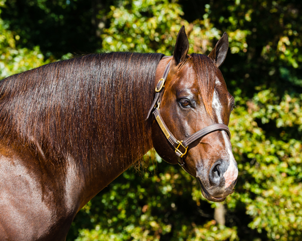 Masterson Farms, LLC Announces the Passing of RL Best of Sudden