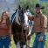 VS Total Heartthrob claims APHA Superior All-Around Award